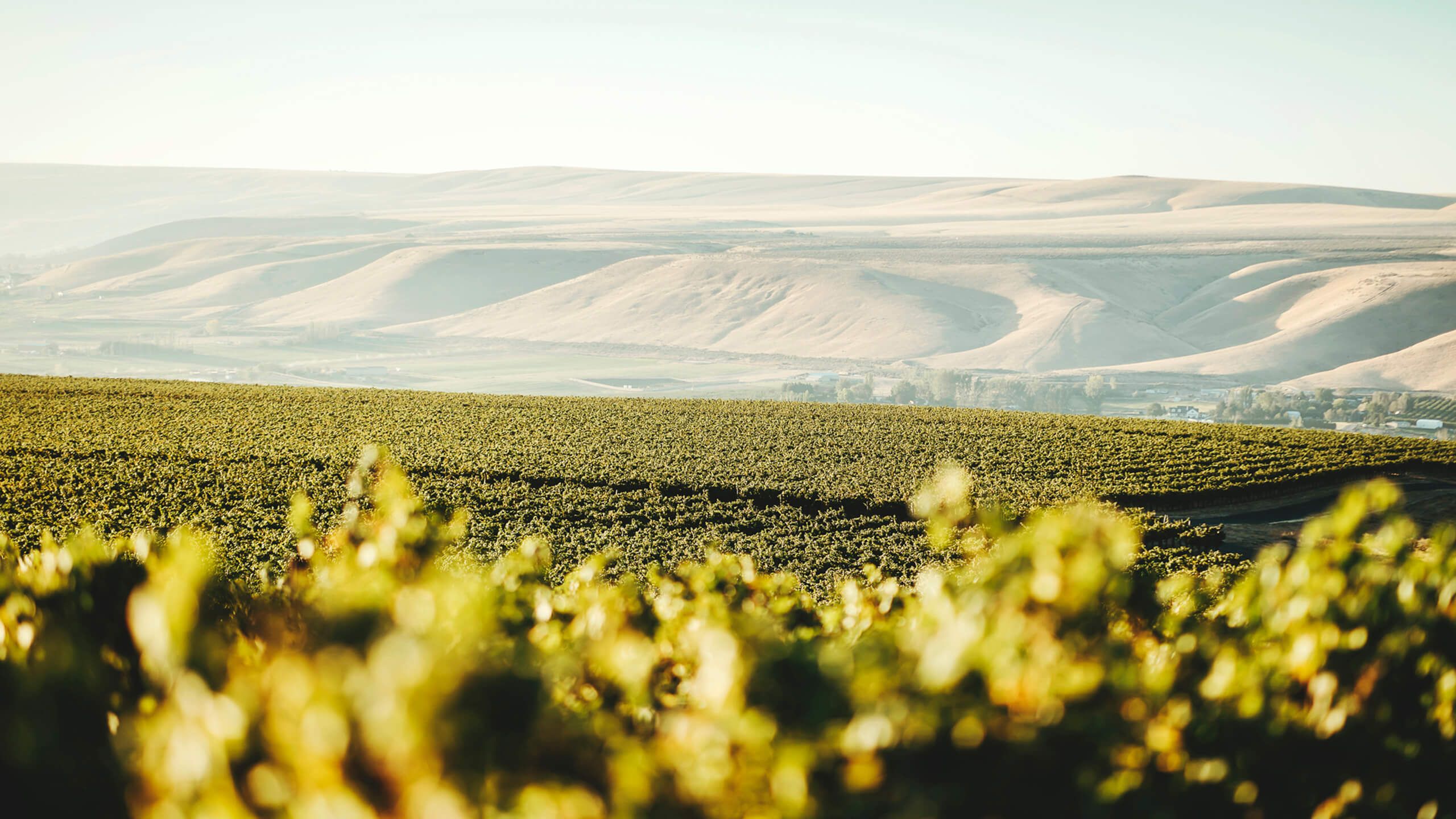 Estate vineyard blocks stretching toward pale rolling hills in soft morning light