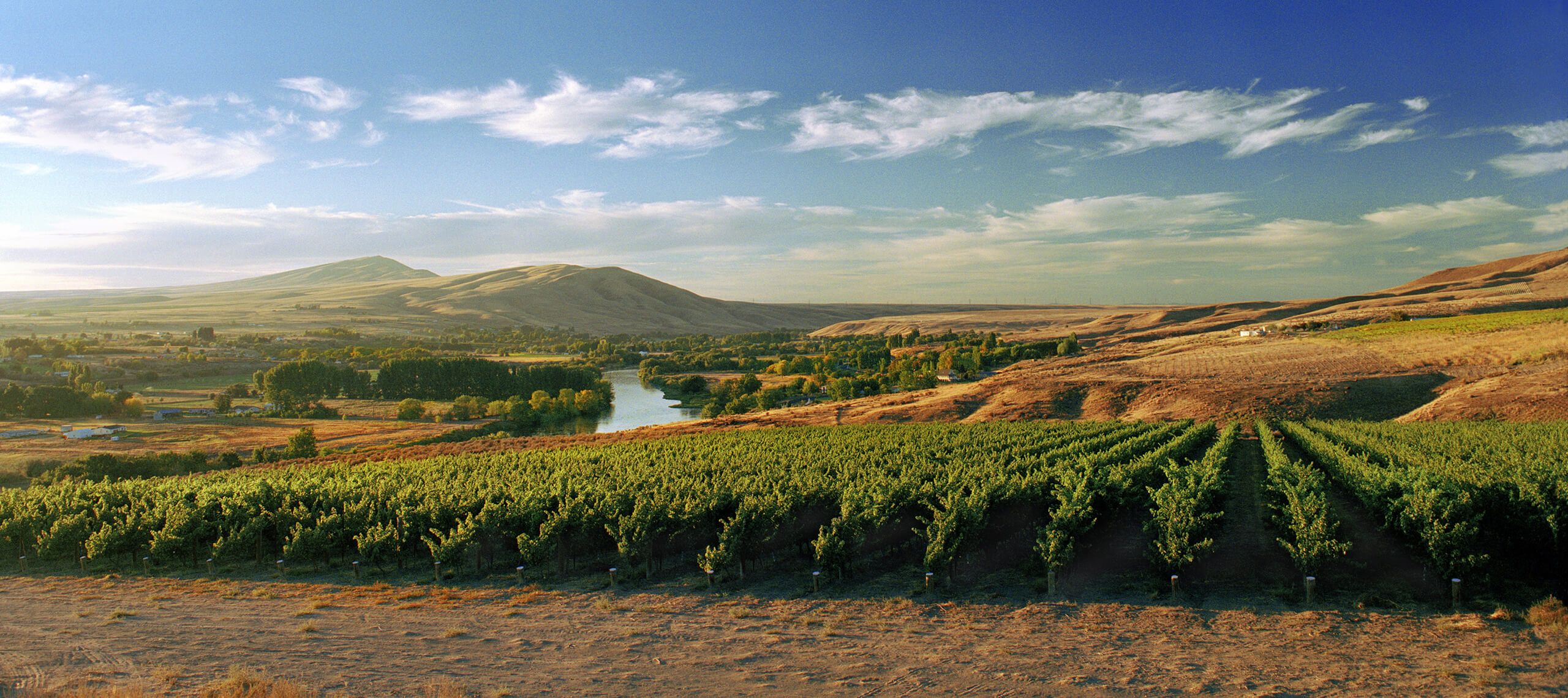 Rows of green estate vines above the Yakima River at golden hour, with dry hills and a big blue sky beyond