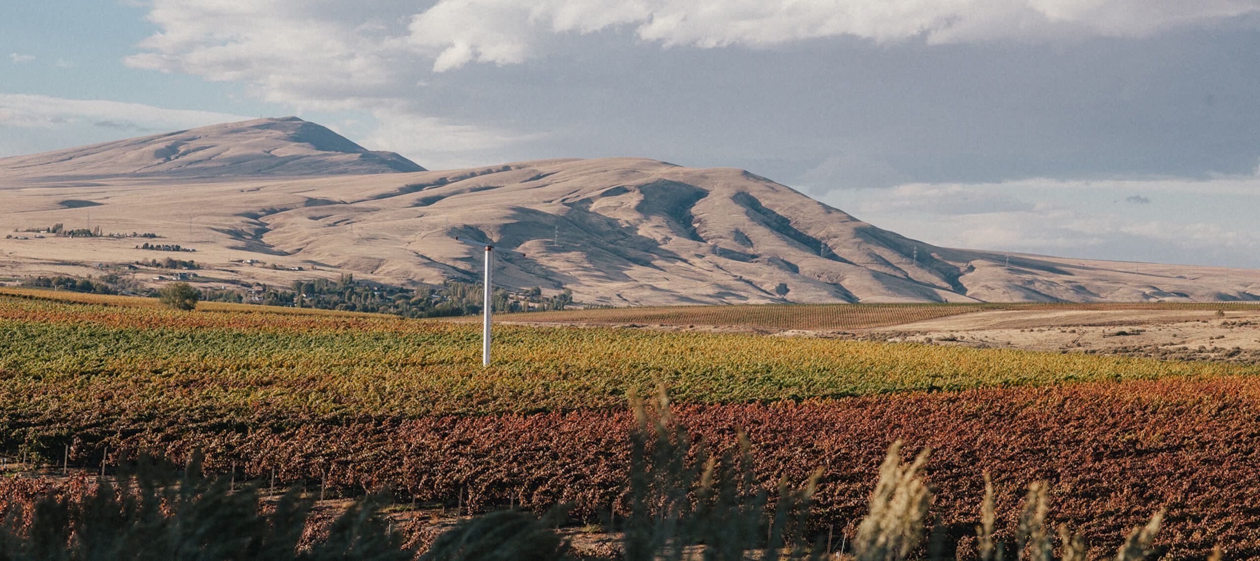 Fall-colored vineyard rows and a wind machine in front of sweeping tan hills under a cloudy sky