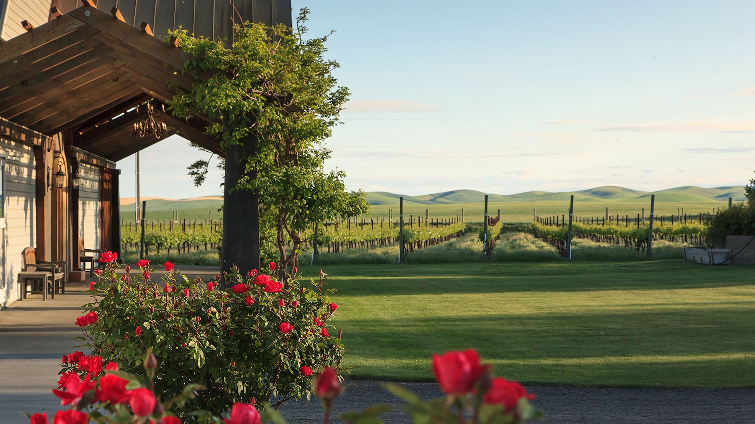 Wildflowers in spring with Abeja's estate vineyards and the rolling hills of Walla Walla beyond