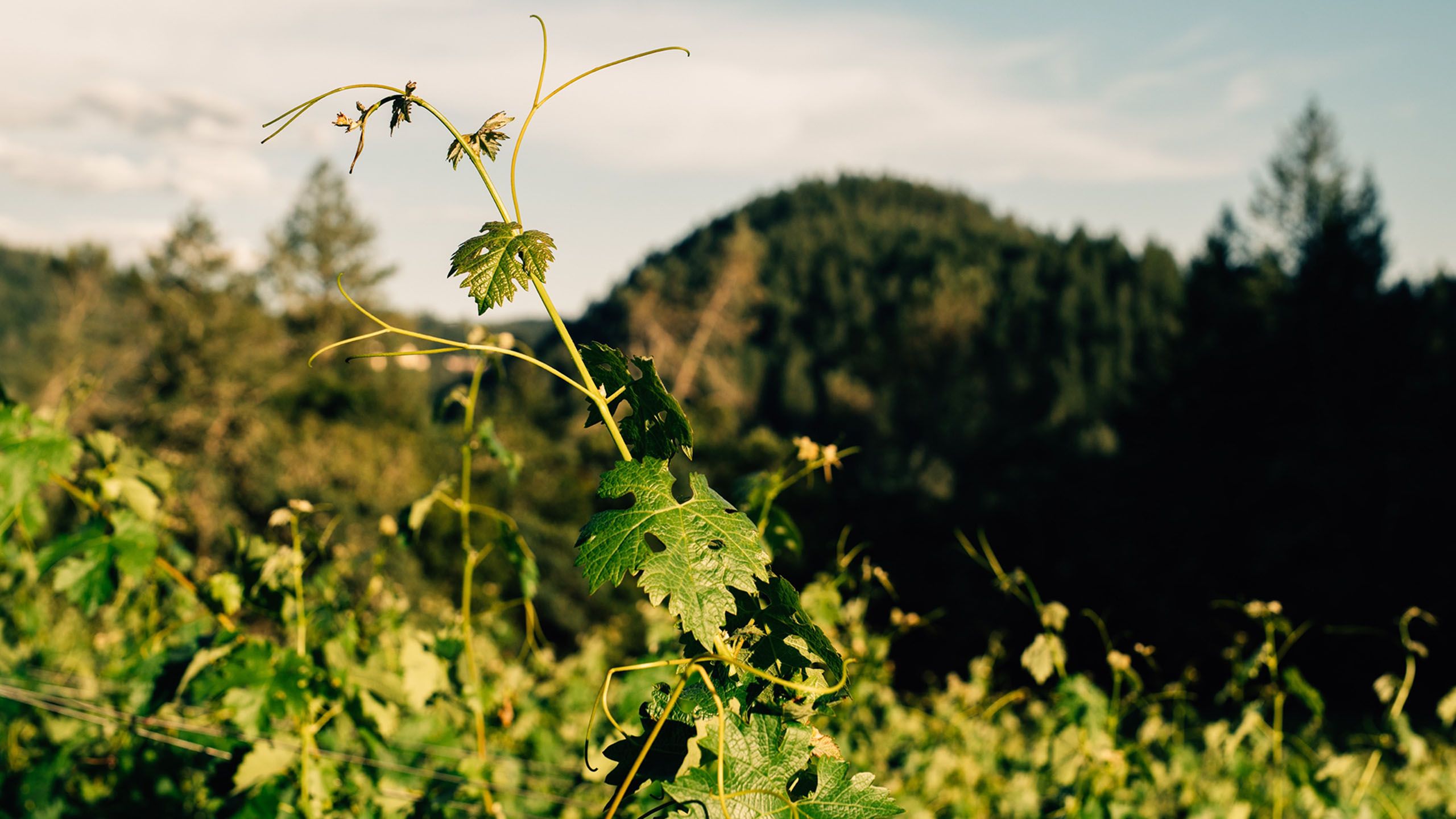 Grapevine tendrils reaching skyward against Mendocino County hills