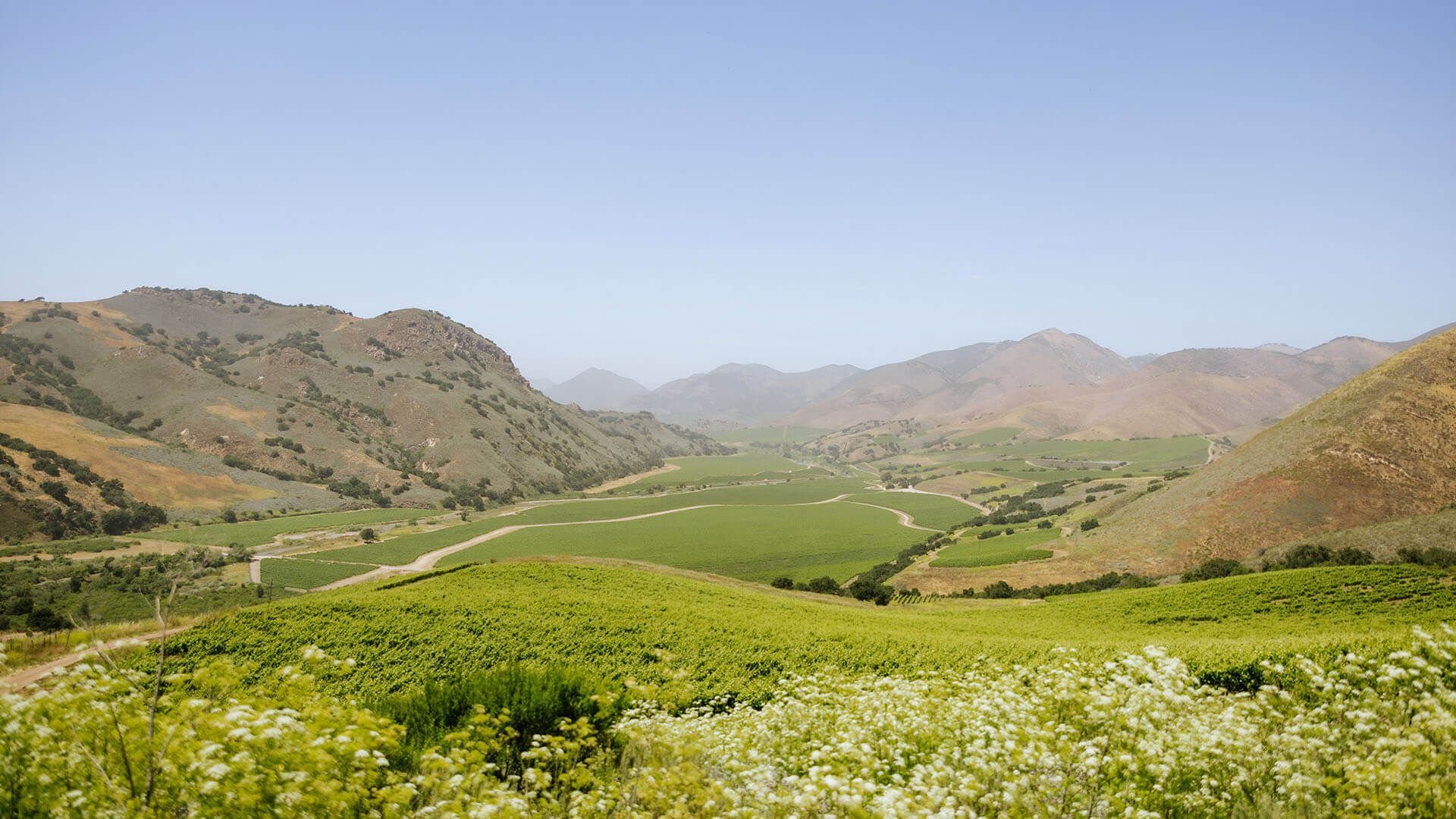 Bien Nacido Vineyard in Santa Maria Valley