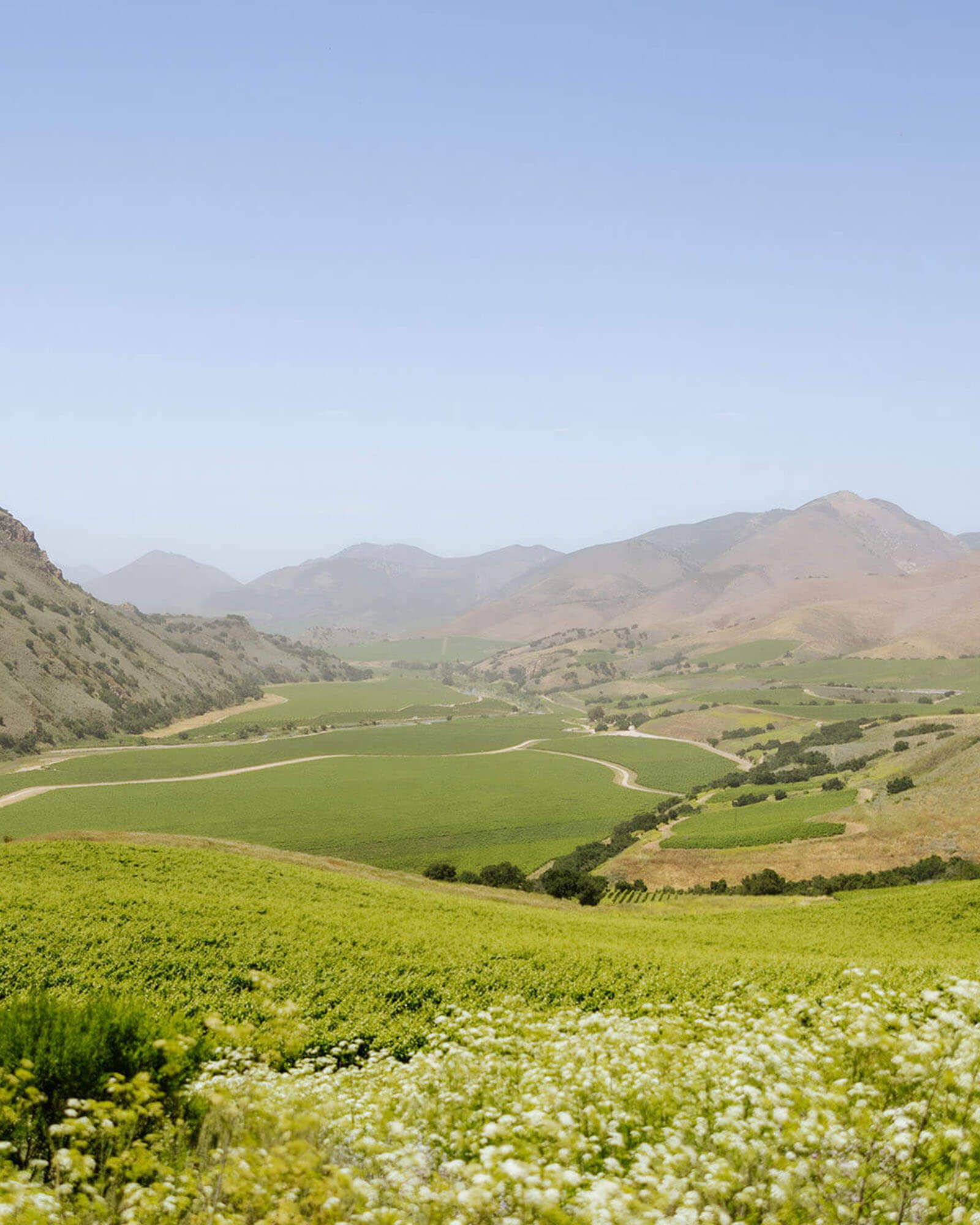 Optik Bien Nacido Wines