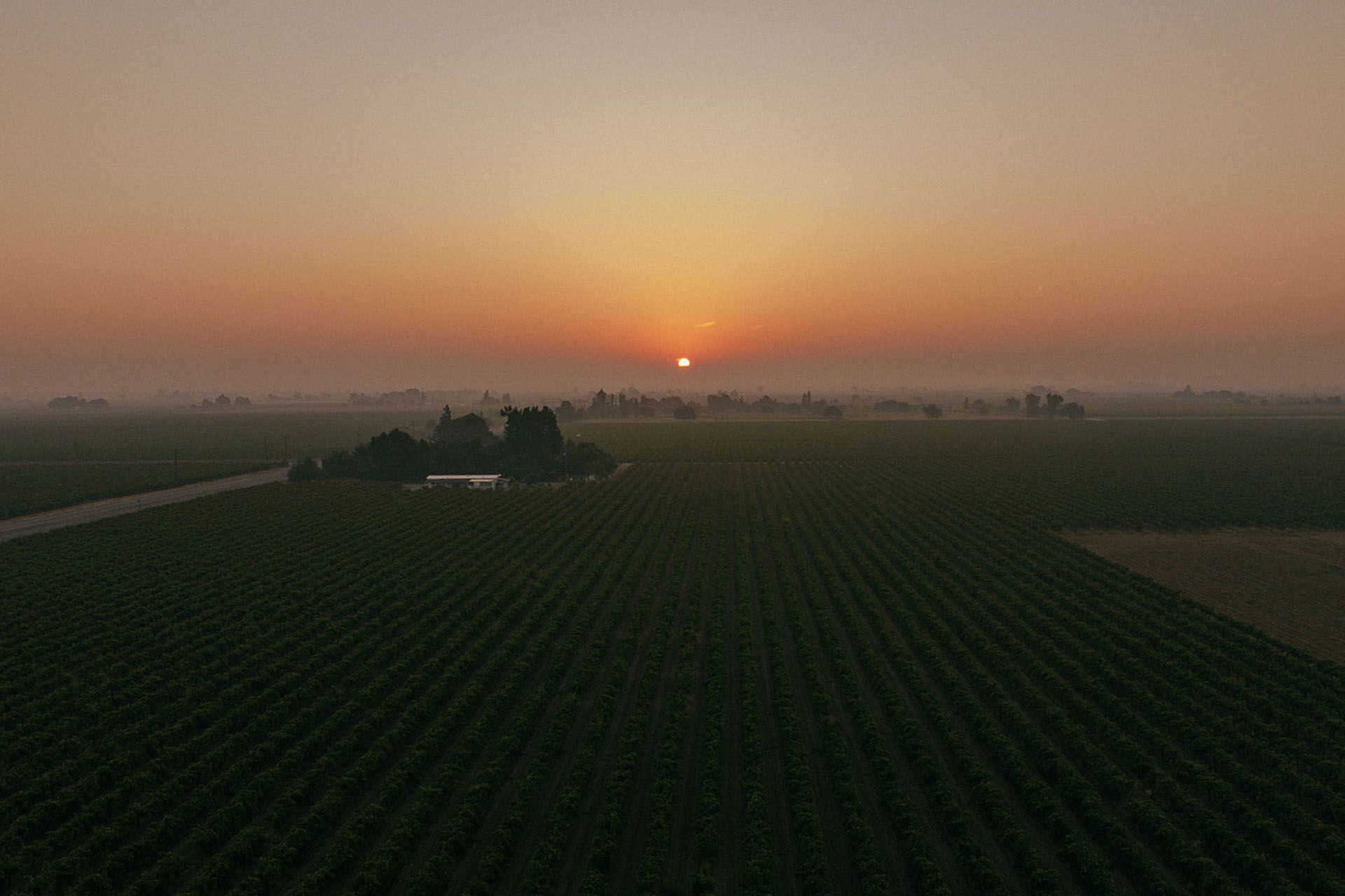 Sun-drenched vineyard rows in the Lodi AVA with the Sierra Nevada foothills in the distance