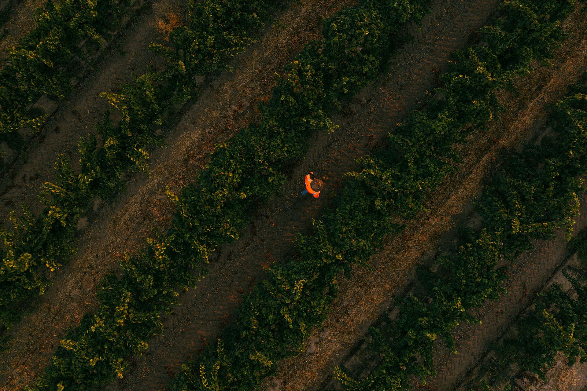 Close-up of healthy grapevine canopy managed under Lodi Rules sustainable practices