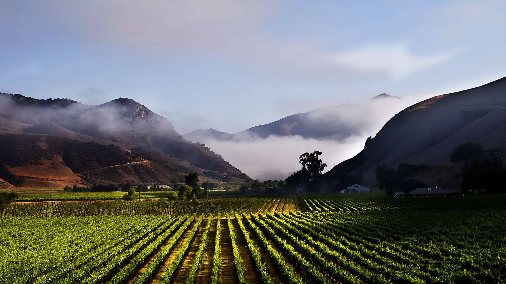 Bien Nacido Vineyard Chardonnay vines