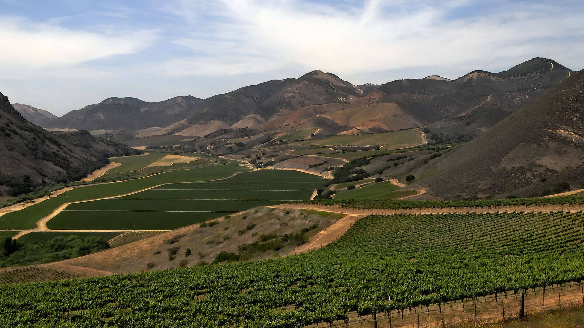 Bien Nacido Vineyard Pinot Noir vines