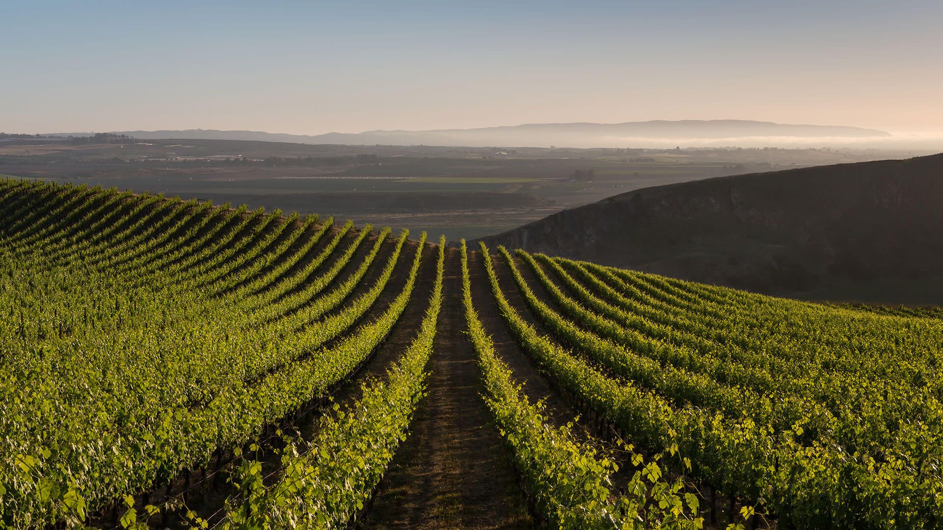 Bien Nacido Vineyard Syrah vines
