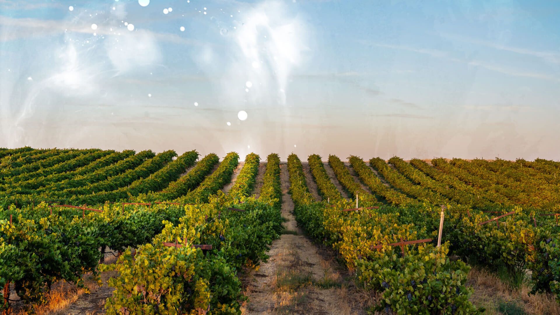 Pandemonium vineyard in Paso Robles