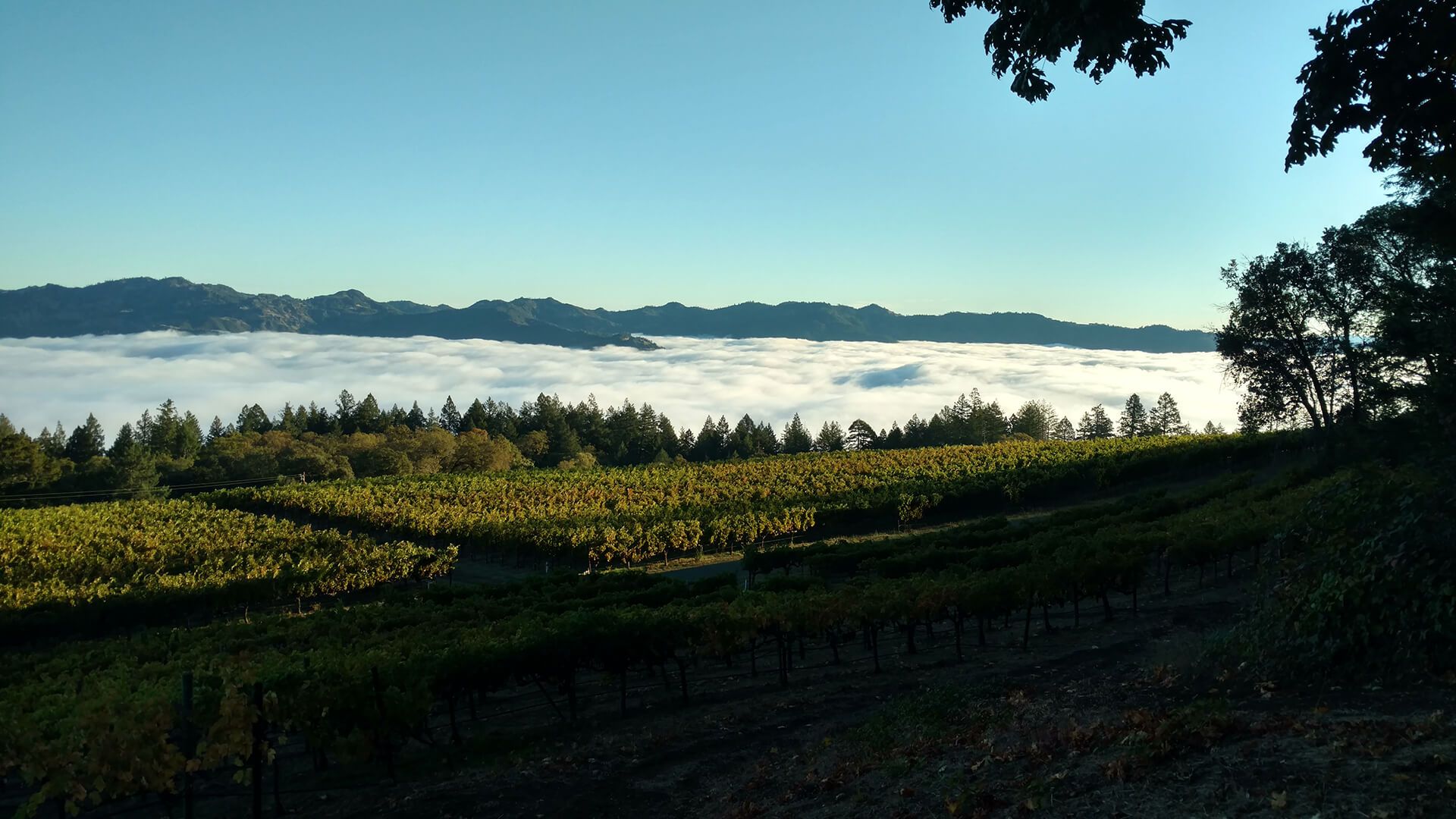 Morning fog pooled below a ridge of hills, with sunlit vineyard rows in the foreground