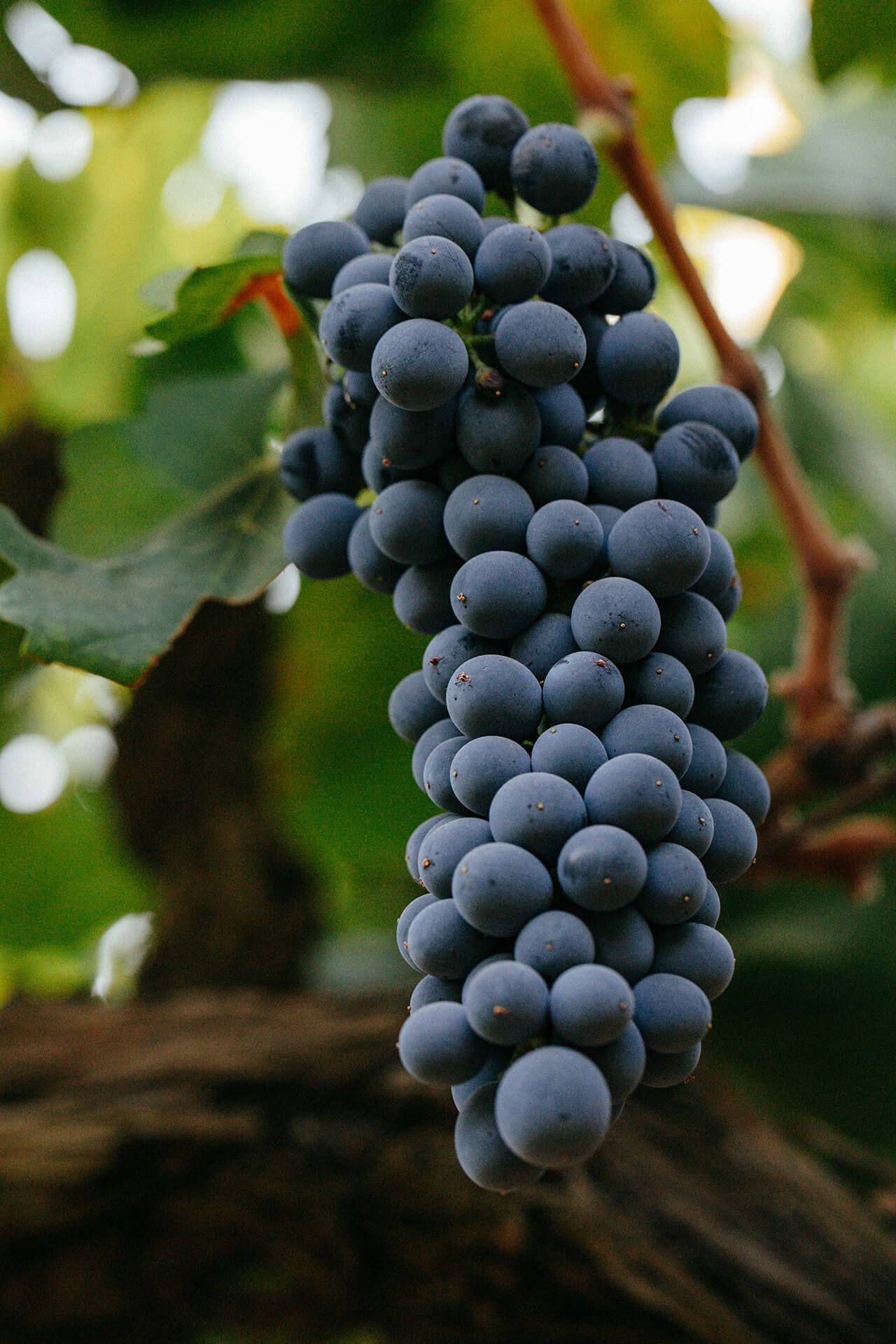 Lodi arch or a golden-hour vineyard