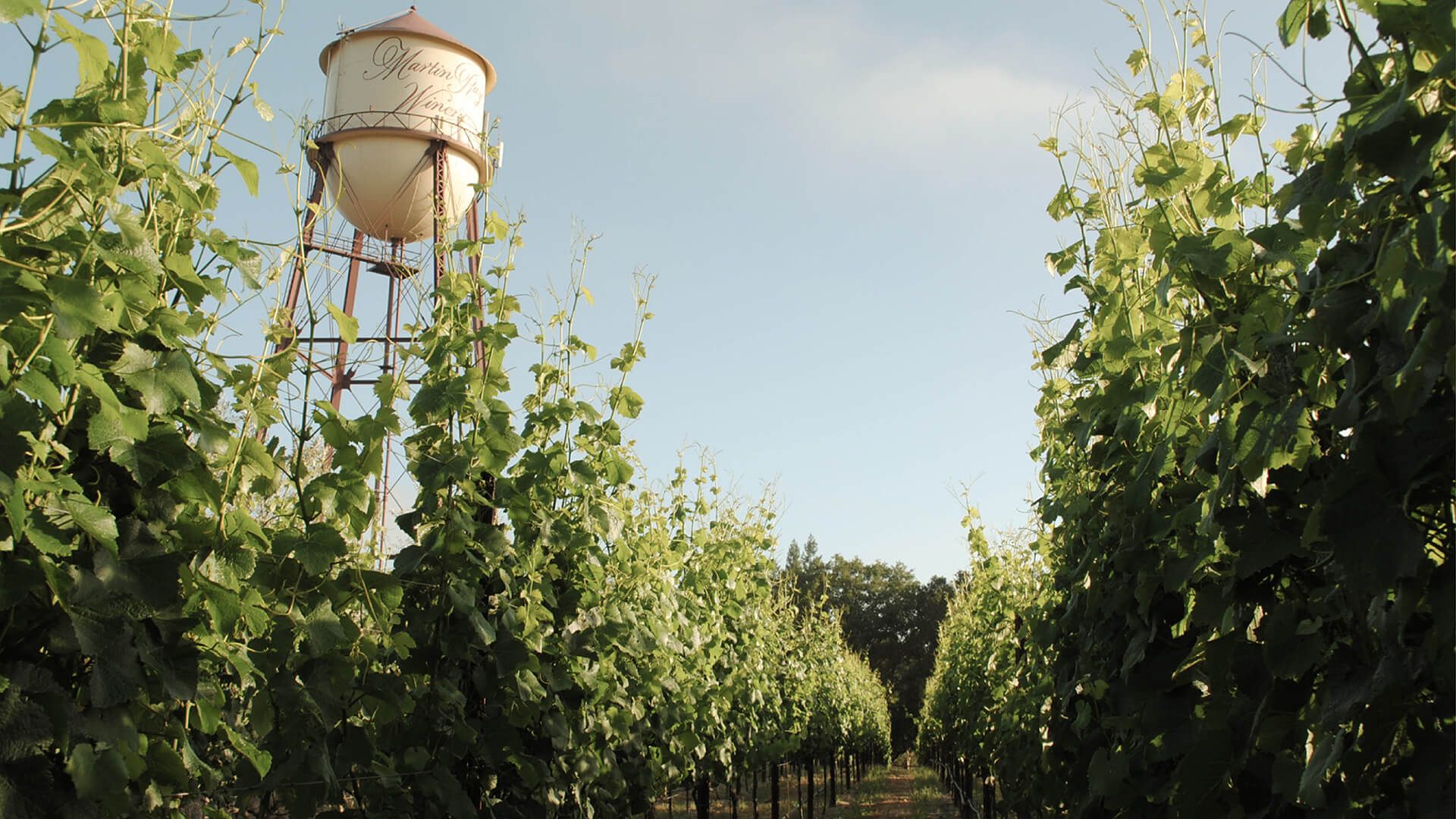 The Martin Ray Winery water tower rising above rows of green vines under a clear sky