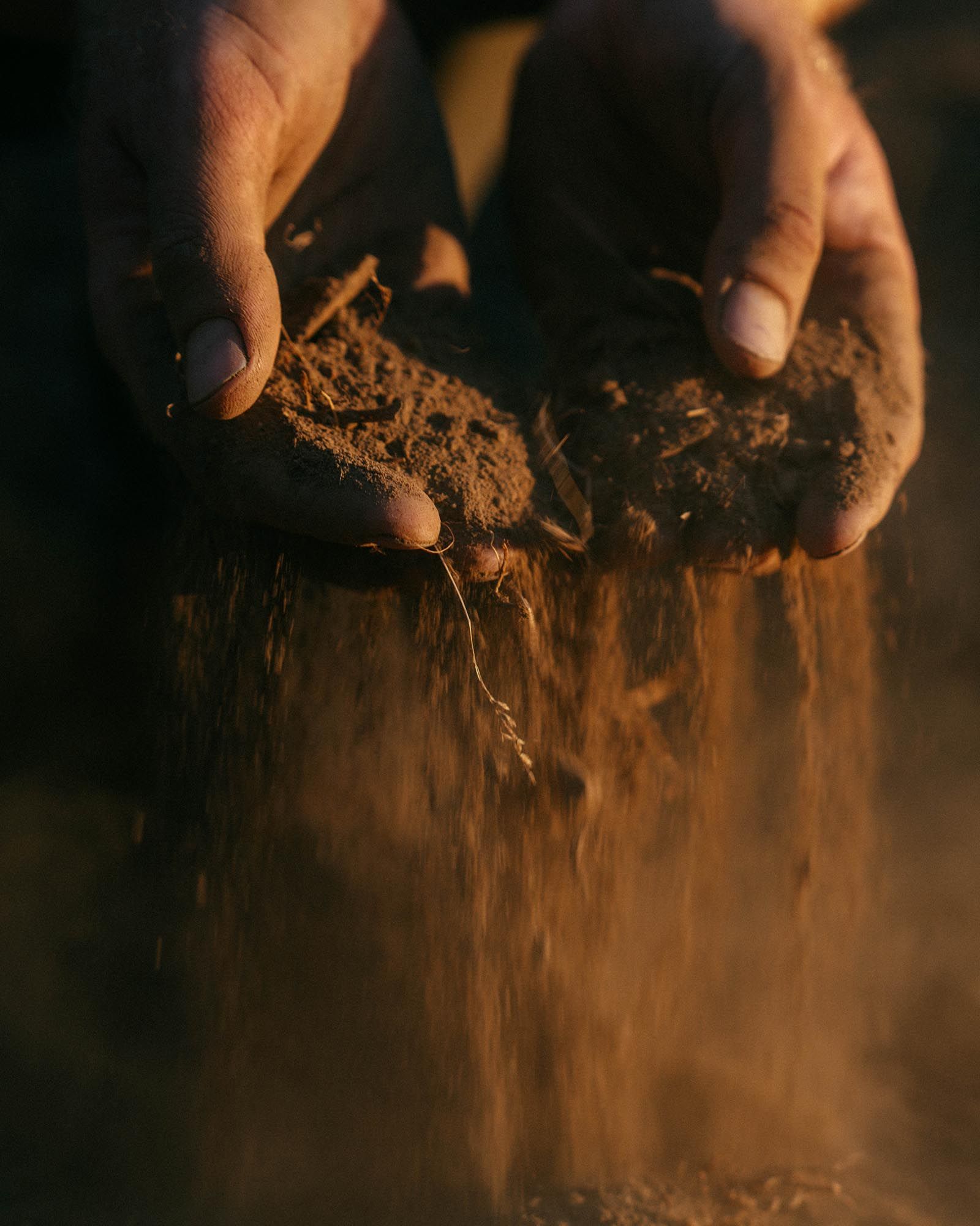 Earthquake vineyards in Lodi farmed under Lodi Rules sustainable practices