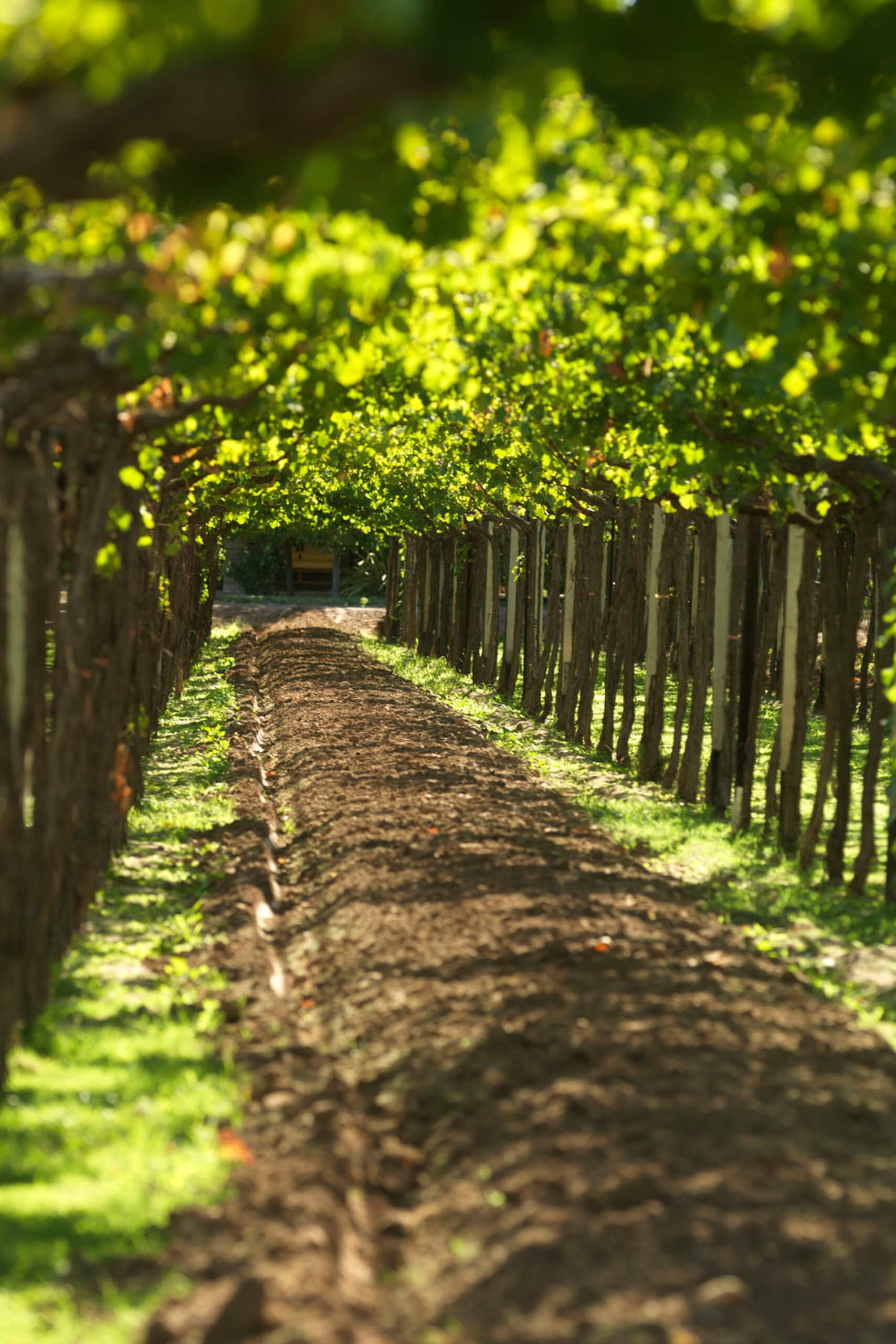 Santa Julia organic vineyards in Mendoza, Argentina