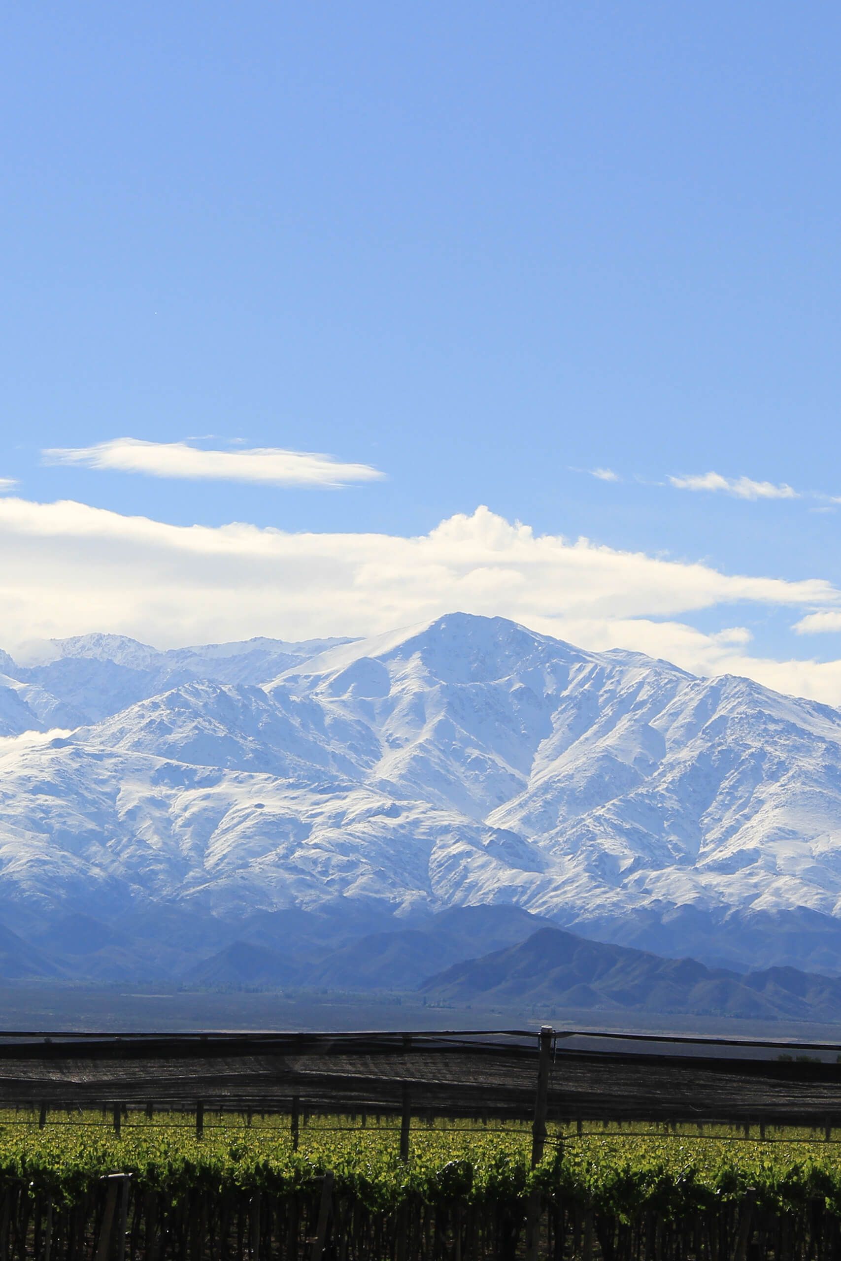 Santa Julia organic vineyards in the Andean foothills of Mendoza, Argentina